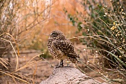 A burrowing Owl