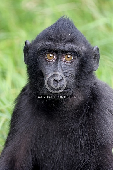 Crested macaque (Macaca Nigra) Crested macaque (Macaca Nigra)