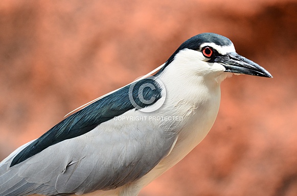 Black-crowned Night-Heron Black-crowned Night-Heron