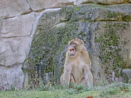 Berber Monkey