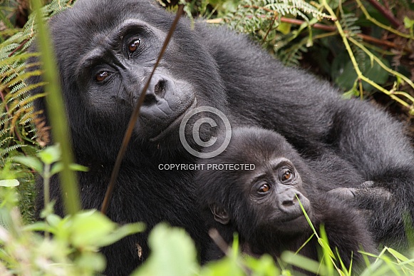 Mountain Gorillas (wild)