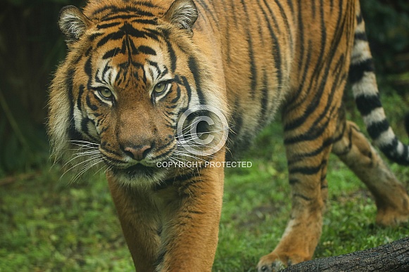 Sumatran Tiger Sumatran Tiger