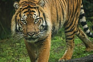 Sumatran Tiger