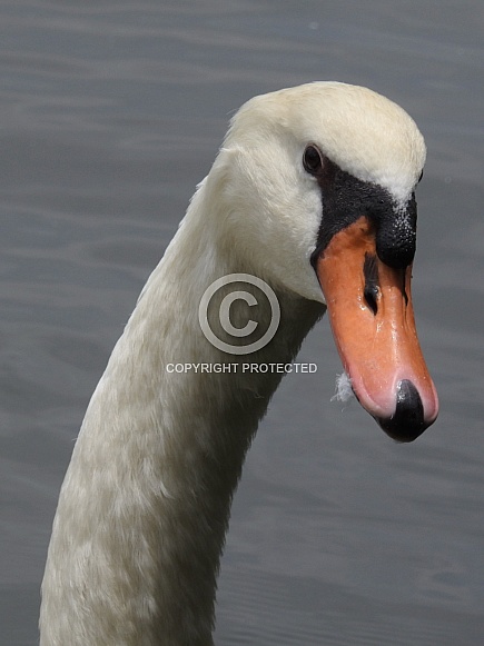 Mute swan Mute swan