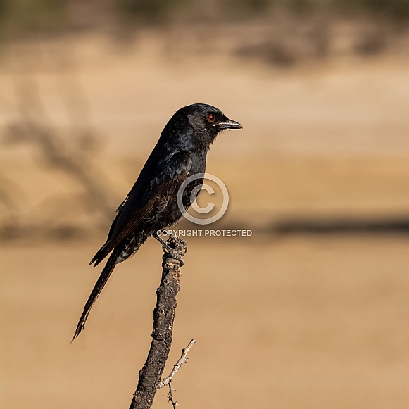 Fork-tailed Drongo