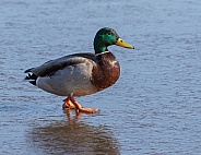 Male Mallard Duck Closeup