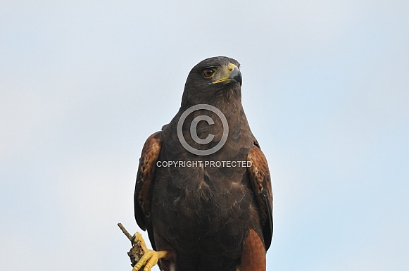 Harris's Hawk Harris's Hawk