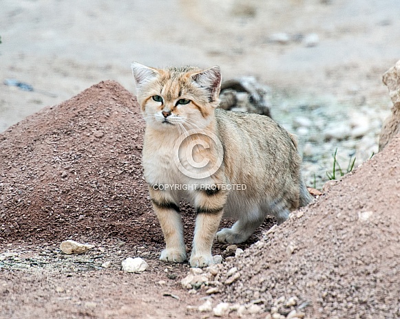 Sand Cat