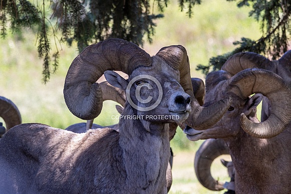 Big Horn Rams