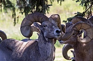 Big Horn Rams