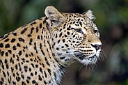 Leopard portrait