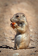 Black tailed Prairie Dog with Carrot
