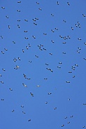 Yellowbilled Storks gliding on the thermals - Botswana