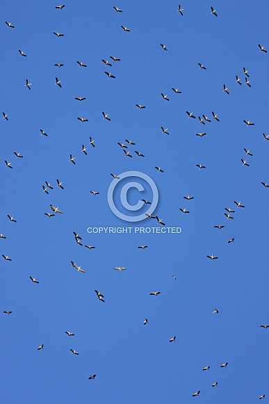 Yellowbilled Storks gliding on the thermals - Botswana