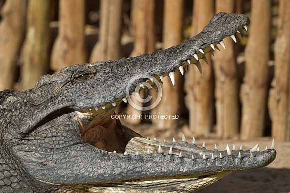 Nile crocodile with its jaws wide open