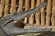 Nile crocodile with its jaws wide open
