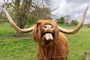 Scottish highland cow sticking his tongue out