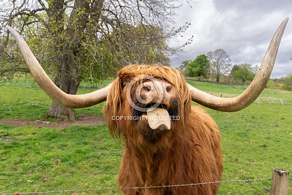 Scottish highland cow sticking his tongue out