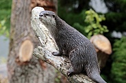 Asian small-clawed otter (Aonyx cinereus)