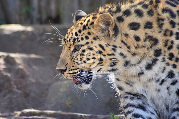 Female amur leopard
