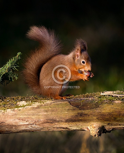 Red Squirrel Red Squirrel