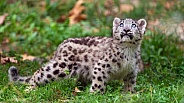 Snow leopard cub looking up