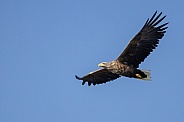 White tailed eagle or European Eagle