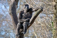 Western Lowland Gorilla (gorilla gorilla gorilla)