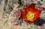 Prickly Pear Cactus Flower and Buds
