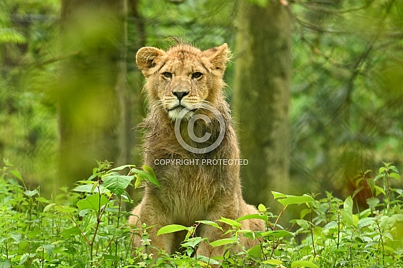 Lion