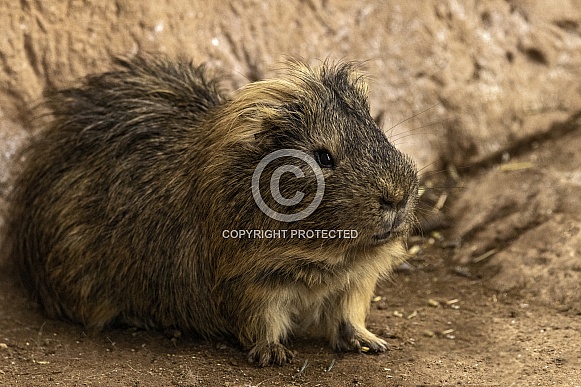 Guinea Pig Full Body Shot