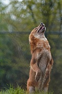 Dhole