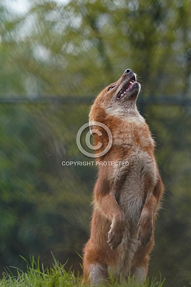 Dhole Dhole