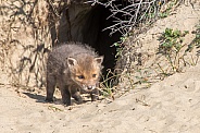 Young Fox Kit