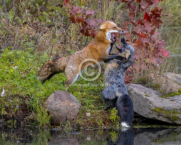 Red Fox and Cross Fox Red Fox and Cross Fox