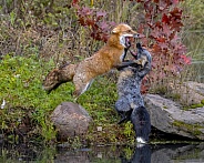 Red Fox and Cross Fox