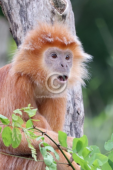 The East Javan langur (Trachypithecus auratus)