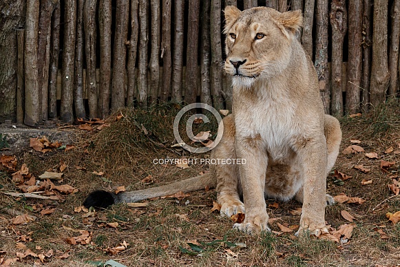 asian Lioness close up asian Lioness close up