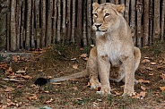 asian Lioness close up