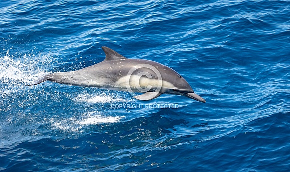 Common Dolphins