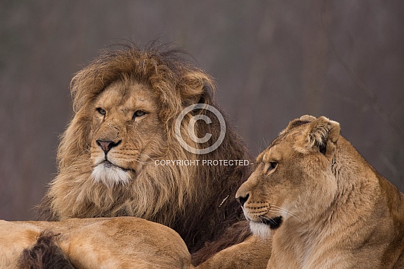African Lions African Lions