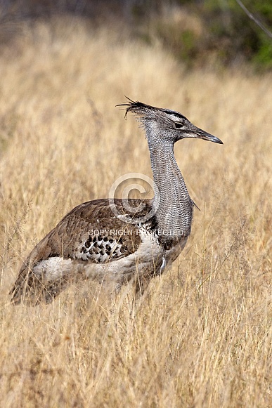 Kori Bustard (Ardeotis kori) - Namibia Kori Bustard (Ardeotis kori) - Namibia