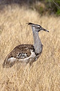 Kori Bustard (Ardeotis kori) - Namibia