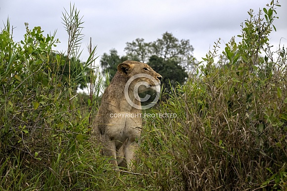 Marthly Lioness Marthly Lioness