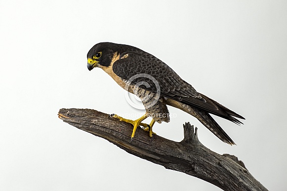 Peregrine Falcon