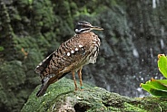 Sunbittern