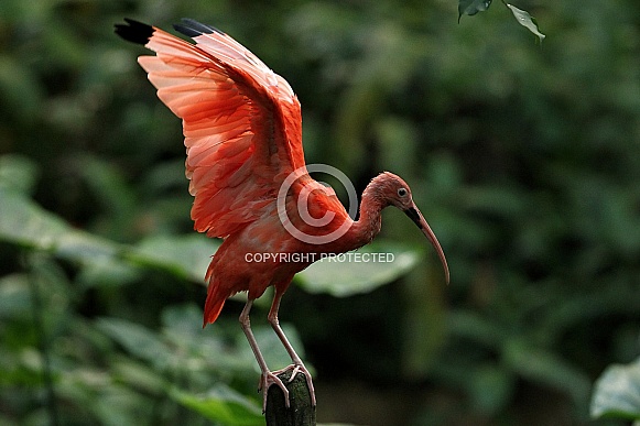 Scarlet Ibis Scarlet Ibis
