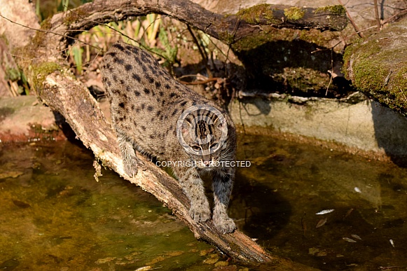 fishing cat