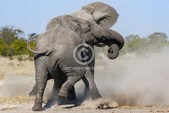 Two African Bull Elephants fighting