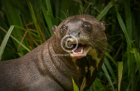 Giant Otter Close Up Face Shot Teeth Showing